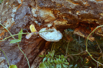 Fungus from Jijel, Algeria, Africa