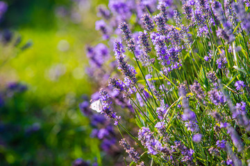 Lavander field in the summer