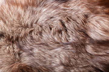 Fototapeta premium Natural animal fur texture as background