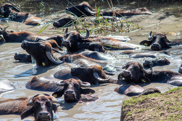 a herd of buffalos having bath in river water at karaoglan village, bursa, turkey