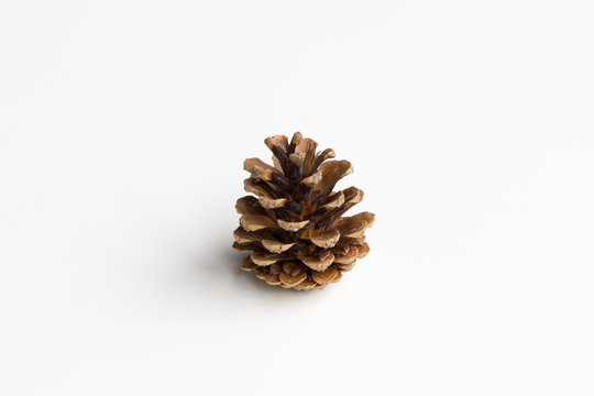 Single fallen pine cone centered and isolated on a white background.