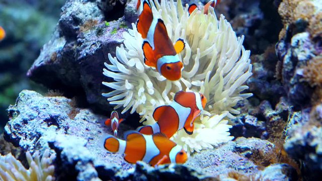 colorful fish swim in an aquarium eat corals and play