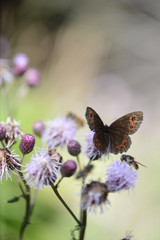 butterfly on flower
