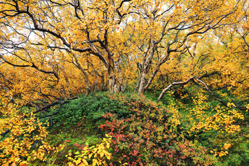 Autumn colours in Skaftafell National Park,  Iceland, Europe