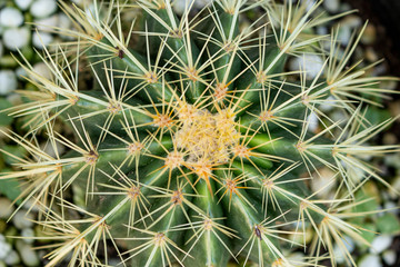 Naklejka na ściany i meble close up of a cactus
