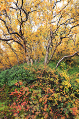 Autumn colours in Iceland, Europe