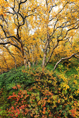 Autumn colours in Iceland, Europe