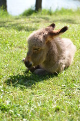 Donkey on green grass