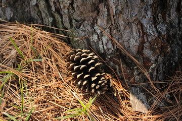 Pinecone