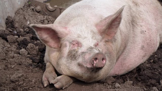 A fat pig lies in the mud on the ground.