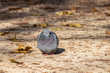 Urban city pigeon