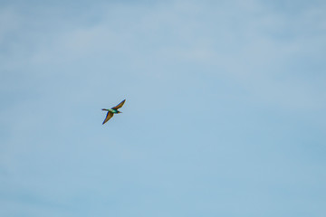 Bee Eater in the fly
