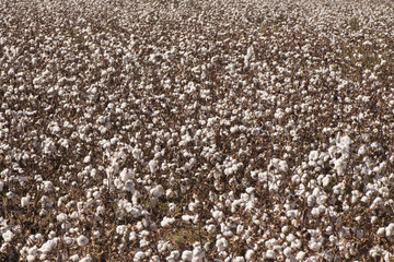 Fields and cultivated cotton plant, in southern Spain in Andalusia a lot of cotton is prepared to...