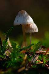 Magic mushrooms poison coprinus disseminatus