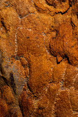 Natural Forest background or texture of bark