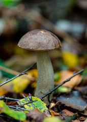 Mashroom in forest leccinum griseum