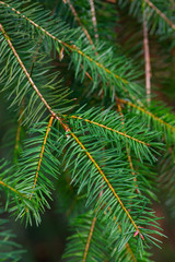 natural background with pine branches