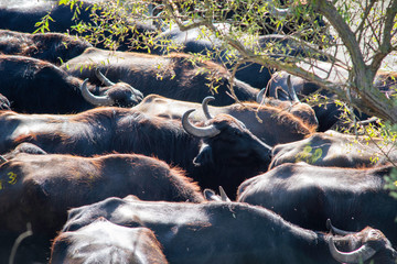 Fototapeta premium upside view of a herd of buffalos at karaoglan village, bursa, turkey