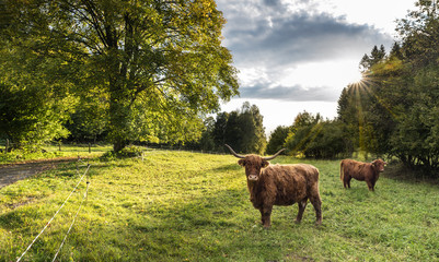 Two Highland cattle cows on green pasture view. Bos taurus or primigenius. Domesticated livestock in scenic natural landscape with sunlit deciduous tree, blue sky and sun beams in background. Ecology.
