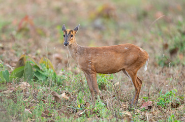 Naklejka na ściany i meble Shy Barking Deer seen at Tadoba Andhari tiger Reserve,Maharashtra,India