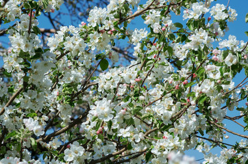 Spring Apple Blossom over blue sky.
