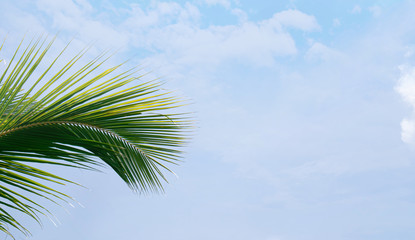 Coconut tree leaf  with a background of blue cloudy sky 