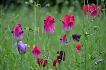 beautiful puple tulips blooming 