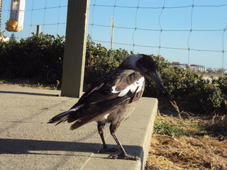 Black Bird of Western Australia