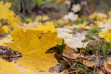Yellow maple leaves on park ground close-up.