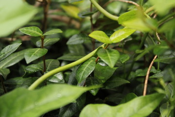 Green Lush