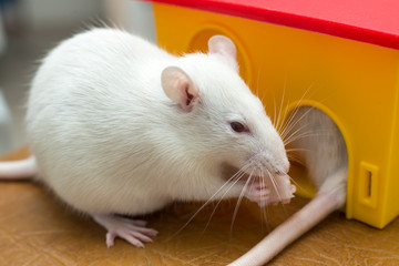 White funny domestic pet rat and a toy house.