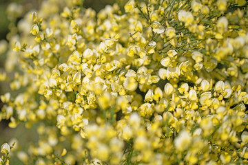 Gewöhnlicher Besenginster, Cytisus scoparius