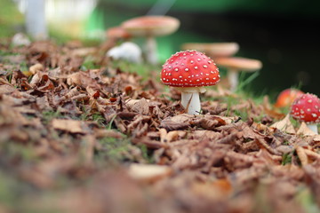 Fliegenpilz im Laubbett