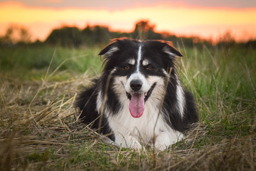Border collie is lying in the grass. It is sunset. amazing atmosphere. He is smiling and he is fluffy