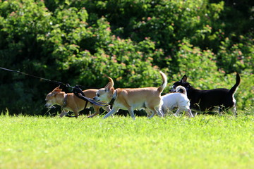 dog for a walk in a park on the shores of the Mediterranean Sea in the north of Israel