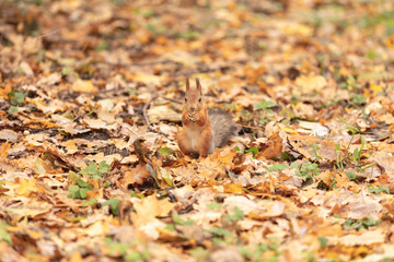 Squirrel in the autumn forest