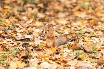 Squirrel in the autumn forest