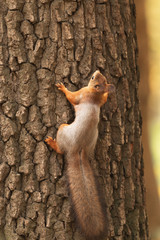 Squirrel in the autumn forest on a tree