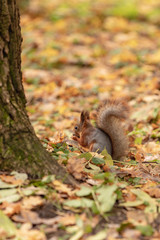 Squirrel in the autumn forest