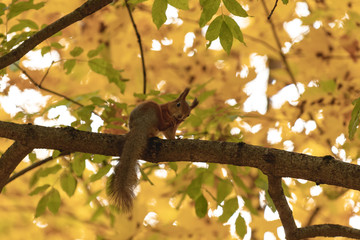 Squirrel in the autumn forest