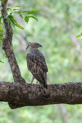 Changeable Hawk Eagle seen at Tadoba Andhari tiger Reserve,Maharashtra,India