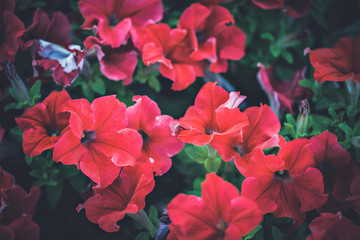 Red Petunia  flowers at a flowerpot.