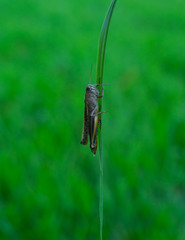 A green grasshopper sits on a blade of grass close-up on a blurred green background