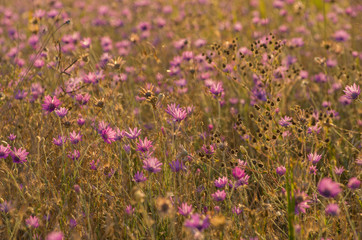 Obraz premium Everlasting, Immortelle or Xeranthemum annuum