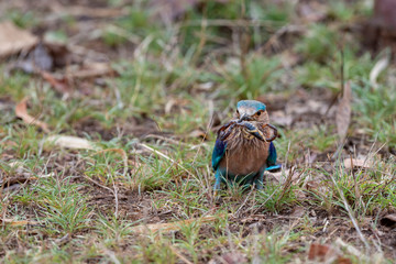 Indian Roller with Scorpion catch  seen at Tadoba Andhari tiger Reserve,Maharashtra,India