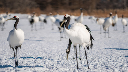 Red Crowned Crane In Snow Landscape