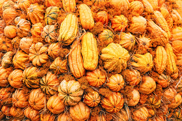 many variety of yellow-orange decorative pumpkins nature background. full frame. autumn farm seasonal market. Thanksgiving day, Halloween concept. template for your design. soft selective focus