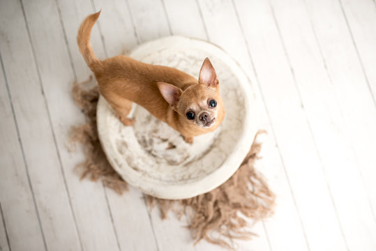 Tan Chihuahua on an indoor photo set, adorable senior dog with cute personality