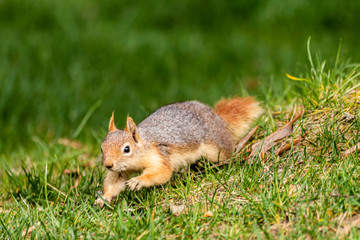 Squirrel on ground. Squirrel nature view. Squirrel portrait. Squirrel funny