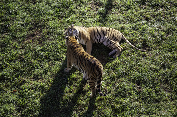 Fototapeta na wymiar Wild tiger in the jungle